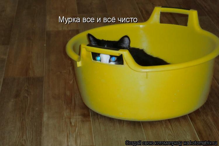 Котоматрица: Мурка все и всё чисто