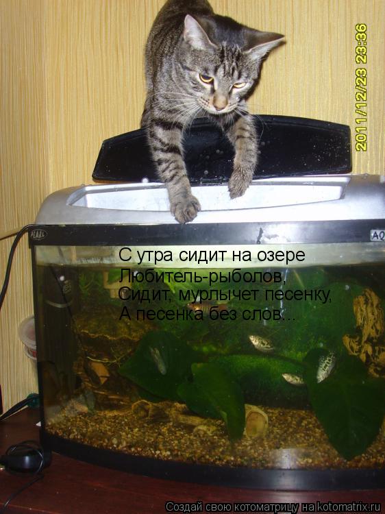 Котоматрица: С утра сидит на озере Любитель-рыболов, Сидит, мурлычет песенку, А песенка без слов...