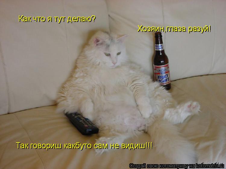 Котоматрица: Как что я тут делаю? Хозяин,глаза разуй! Так говориш какбуто сам не видиш!!!