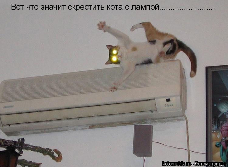 Котоматрица: Вот что значит скрестить кота с лампой.........................