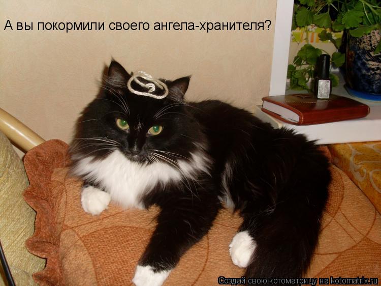 Котоматрица: А вы покормили своего ангела-хранителя?