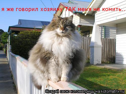 Котоматрица: я же говорил хозяину ТАК меня не комить....