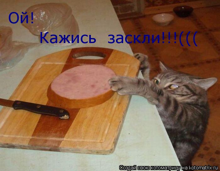 Котоматрица: Ой! Кажись  заскли!!!(((