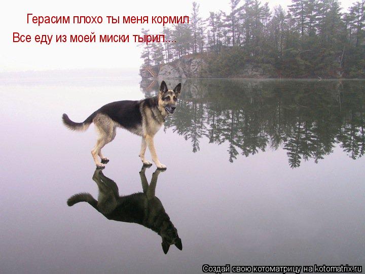 Котоматрица: Герасим плохо ты меня кормил Все еду из моей миски тырил....