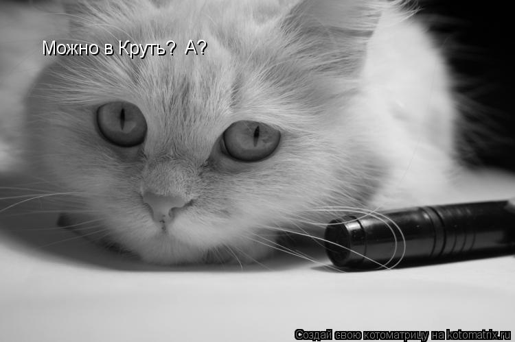Котоматрица: Можно в Круть? А?