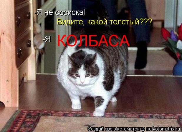 Котоматрица: -Я не сосиска! Видите, какой толстый??? -Я  КОЛБАСА
