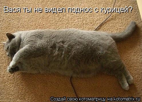 Котоматрица: Вася ты не видел поднос с курицей?
