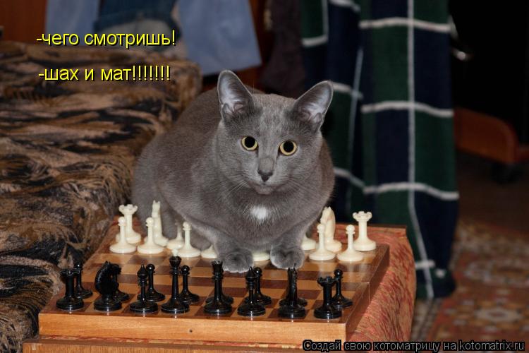 Котоматрица: -чего смотришь! -шах и мат!!!!!!!