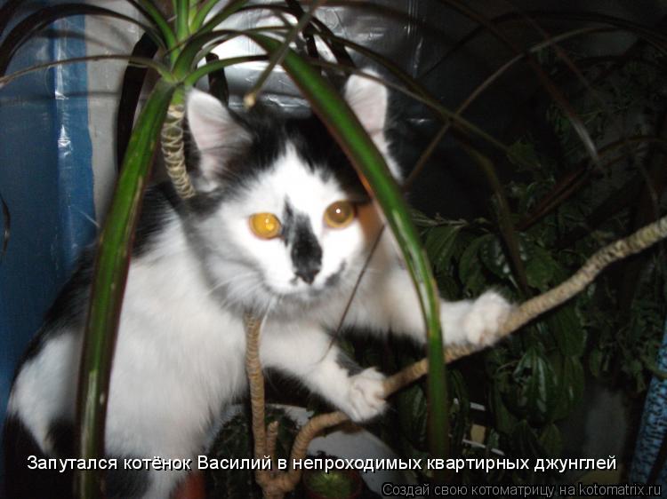 Котоматрица: Запутался котёнок Василий в непроходимых квартирных джунглей