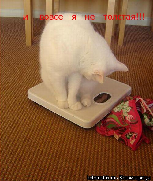 Котоматрица: и    вовсе   я   не   толстая!!!