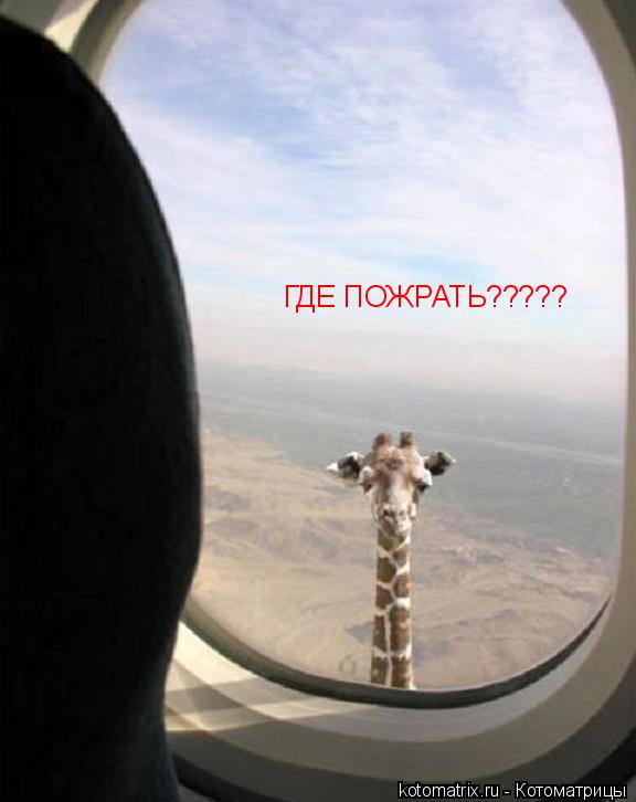 ГДЕ ПОЖРАТЬ?????... Котоматрица: ГДЕ ПОЖРАТЬ?????