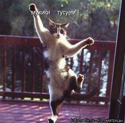 мужики тусуем!!!... Котоматрица: мужики тусуем!!!