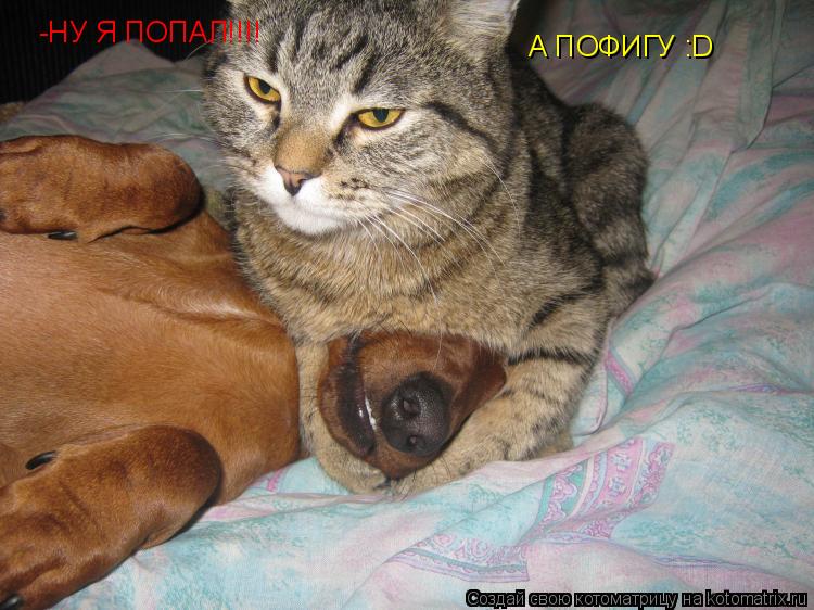 -НУ Я ПОПАЛ!!!! А ПОФИГУ :D... Котоматрица: -НУ Я ПОПАЛ!!!! А ПОФИГУ :D