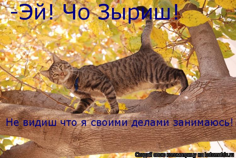 -Эй! Чо Зыриш! Не видиш что я своими делами занимаюсь!... Котоматрица: -Эй! Чо Зыриш! Не видиш что я своими делами занимаюсь!