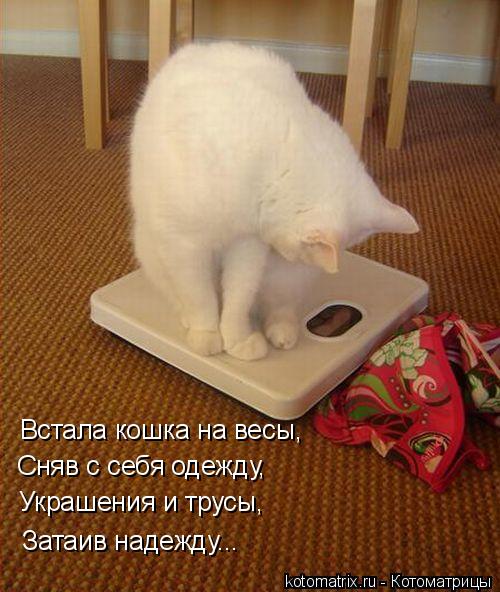 Встала кошка на весы, Сняв с себя одежду, Украшения и трусы, Затаив надежду...... Котоматрица: Встала кошка на весы, Сняв с себя одежду, Украшения и трусы, Затаив надежду...