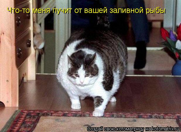 Что-то меня пучит от вашей заливной рыбы... Котоматрица: Что-то меня пучит от вашей заливной рыбы