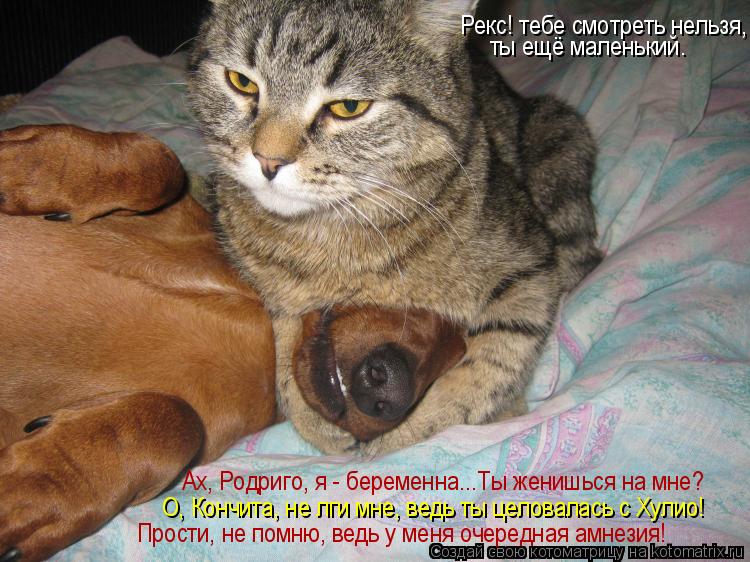 Рекс! тебе смотреть нельзя, ты ещё маленький. О, Кончита, не лги мне, ведь ты целовалась с Хулио! Ах,... Котоматрица: Рекс! тебе смотреть нельзя, ты ещё маленький. О, Кончита, не лги мне, ведь ты целовалась с Хулио! Ах, Родриго, я - беременна...Ты женишься на мне?