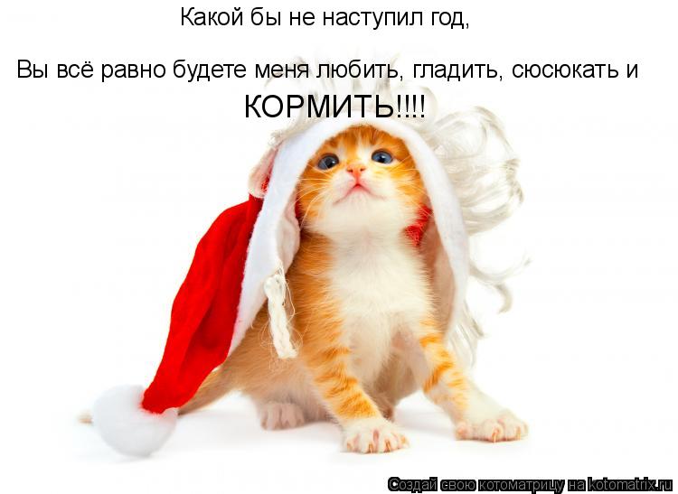 Какой бы не наступил год, Вы всё равно будете меня любить, гладить, сюсюкать и КОРМИТЬ!!!!... Котоматрица: Какой бы не наступил год, Вы всё равно будете меня любить, гладить, сюсюкать и КОРМИТЬ!!!!