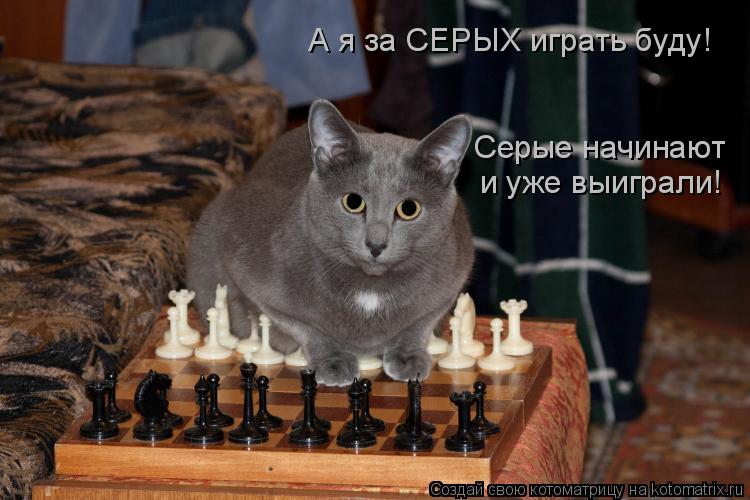 А я за СЕРЫХ играть буду! Серые начинают и уже выиграли!... Котоматрица: А я за СЕРЫХ играть буду! Серые начинают и уже выиграли!