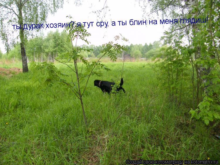 ты дурак хозяин? я тут сру, а ты блин на меня глядиш!... Котоматрица: ты дурак хозяин? я тут сру, а ты блин на меня глядиш!