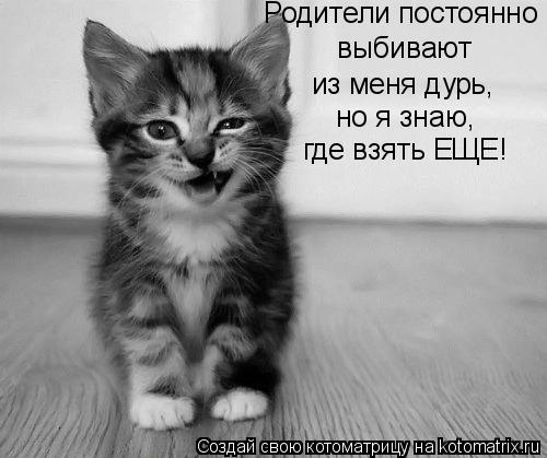 Котоматрица: Родители постоянно выбивают из меня дурь, но я знаю, где взять ЕЩЕ!