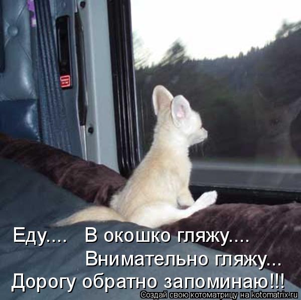 Котоматрица: Еду....   В окошко гляжу.... Внимательно гляжу... Дорогу обратно запоминаю!!!