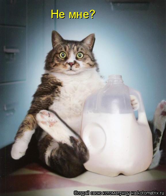 Не мне?... Котоматрица: Не мне?