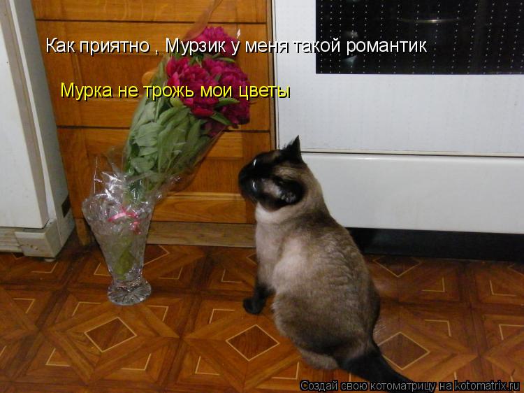 Котоматрица: Как приятно , Мурзик у меня такой романтик  Мурка не трожь мои цветы