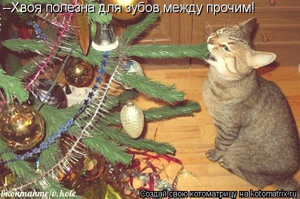 Котоматрица: --Хвоя полезна для зубов,между прочим!