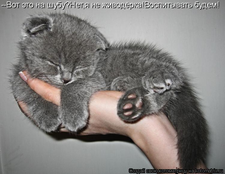 Котоматрица: --Вот это на шубу?Нет,я не живодёрка!Воспитывать будем!