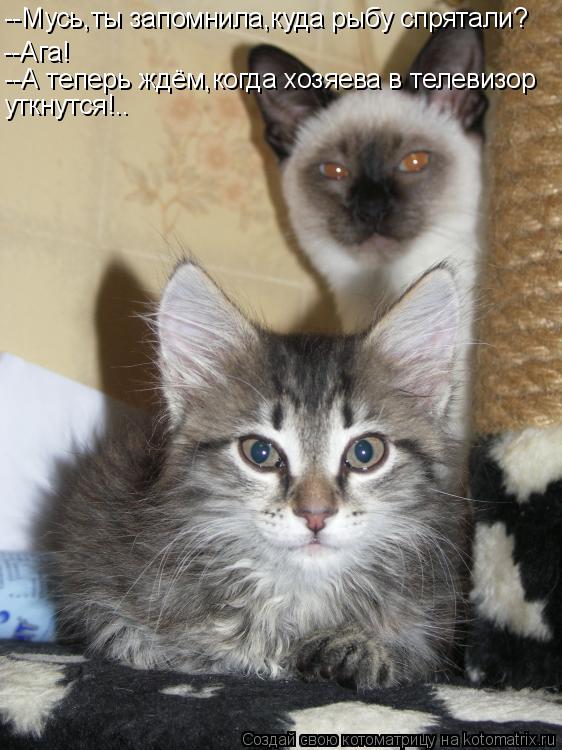 Котоматрица: --Мусь,ты запомнила,куда рыбу спрятали? --Ага! --А теперь ждём,когда хозяева в телевизор уткнутся!..
