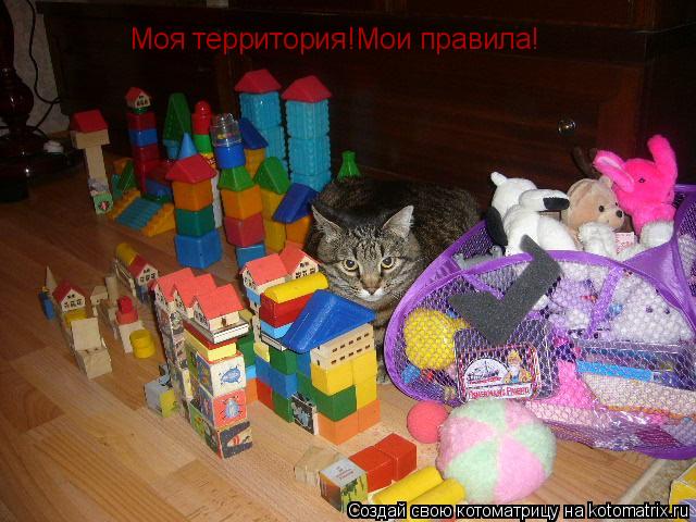 Моя территория!Мои правила!... Котоматрица: Моя территория!Мои правила!