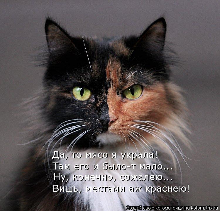 Да, то мясо я украла! Там его и было-т мало….. Ну, конечно, сожалею..… Вишь, местами аж краснею!... Котоматрица: Да, то мясо я украла! Там его и было-т мало….. Ну, конечно, сожалею..… Вишь, местами аж краснею!