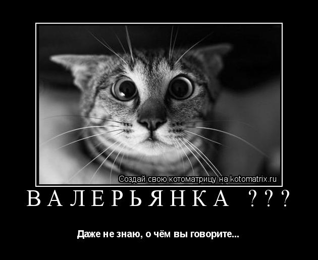 Котоматрица: ВАЛЕРЬЯНКА ??? Даже не знаю, о чём вы говорите...