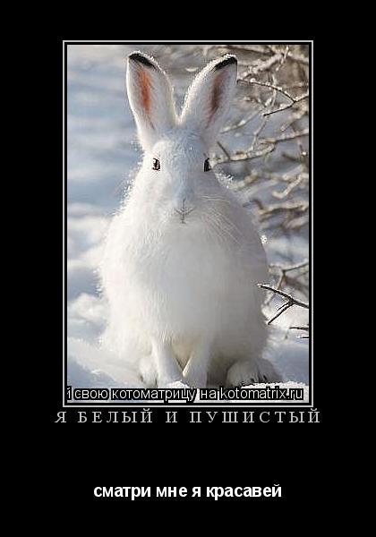 я белый и пушистый сматри мне я красавей... Котоматрица: я белый и пушистый сматри мне я красавей