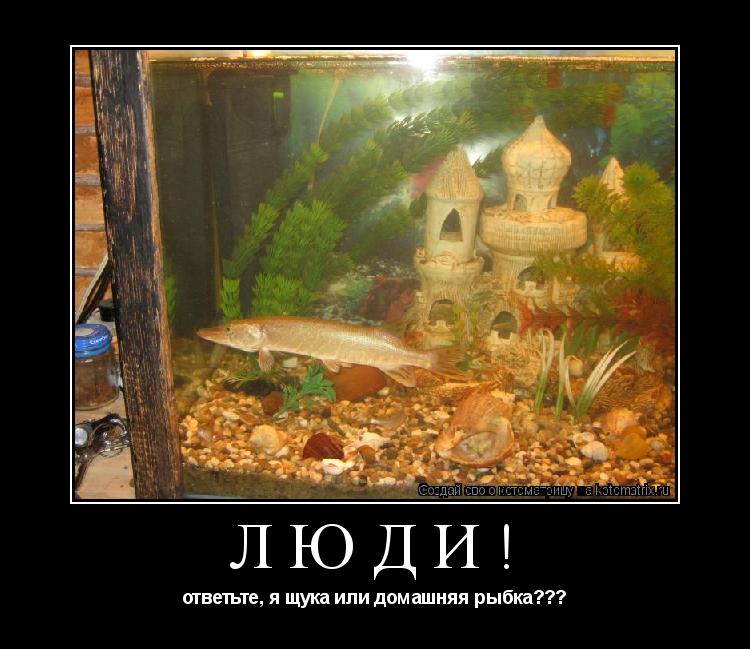 Люди! ответьте, я щука или домашняя рыбка???... Котоматрица: Люди! ответьте, я щука или домашняя рыбка???