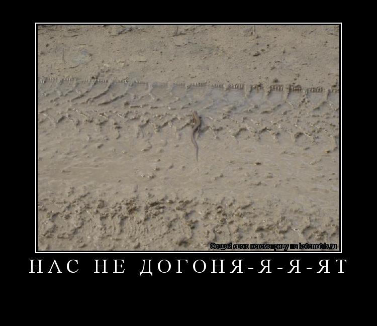 Котоматрица: нас не догоня-я-я-ят 