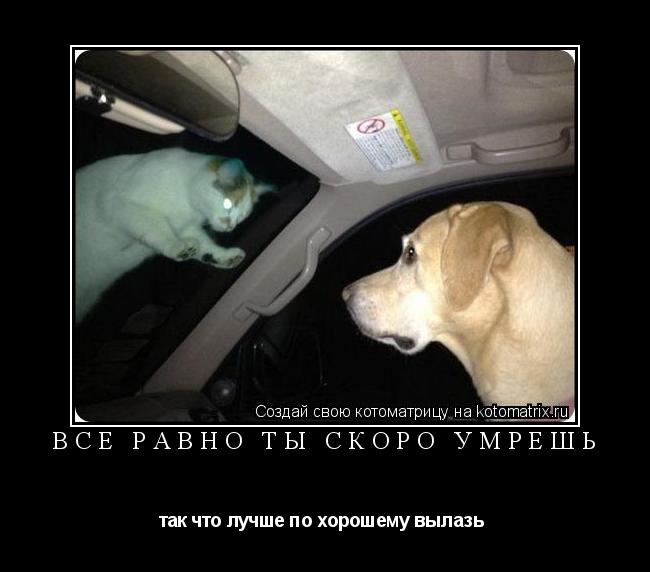Котоматрица: все равно ты скоро умрешь так что лучше по хорошему вылазь 