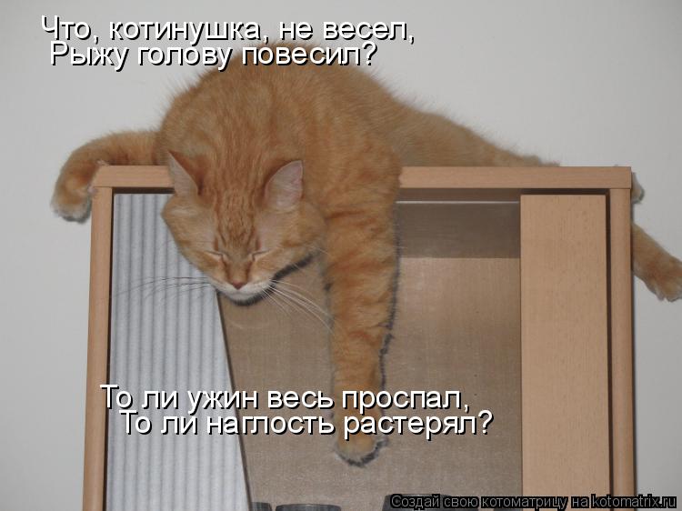 Котоматрица: Что, котинушка, не весел, Рыжу голову повесил? То ли ужин весь проспал, То ли наглость растерял?