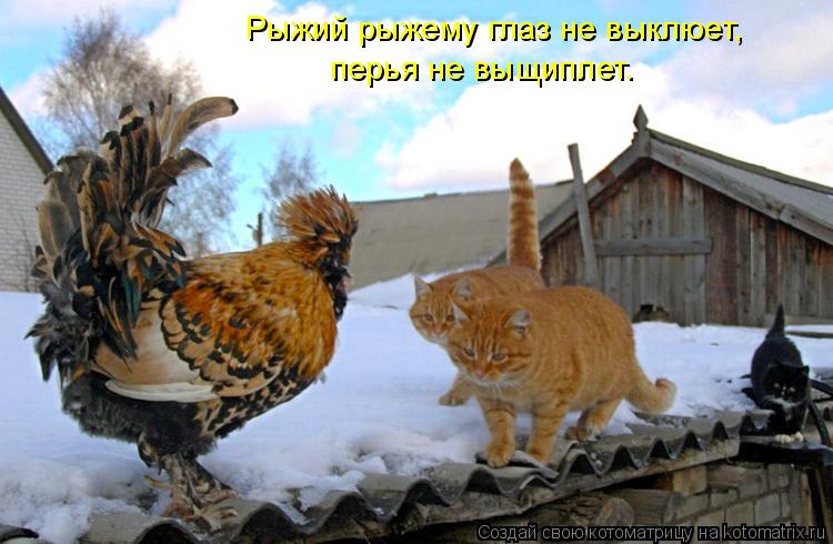 Рыжий рыжему глаз не выклюет, перья не выщиплет.... Котоматрица: Рыжий рыжему глаз не выклюет, перья не выщиплет.