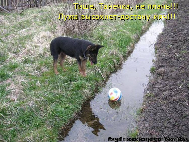 Тише, Танечка, не плачь!!! Лужа высохнет-достану мяч!!!... Котоматрица: Тише, Танечка, не плачь!!! Лужа высохнет-достану мяч!!!