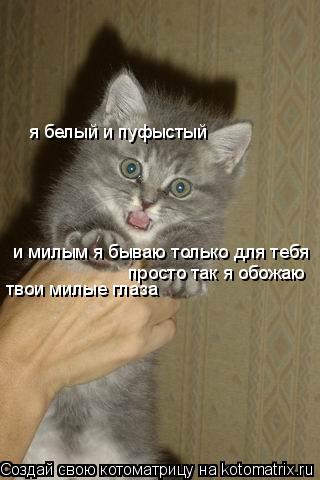 я белый и пуфыстый и милым я бываю только для тебя и просто так и милым я бываю только для тебя прос... Котоматрица: я белый и пуфыстый и милым я бываю только для тебя и просто так и милым я бываю только для тебя просто так я обожаю твои милые глаза