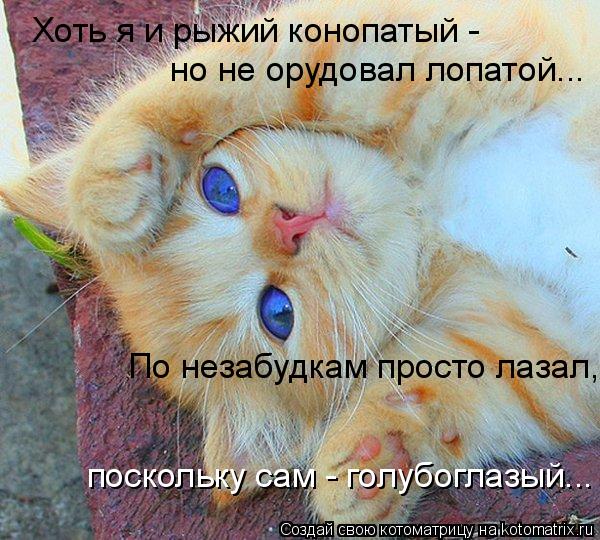 Хоть я и рыжий конопатый - но не орудовал лопатой... По незабудкам просто лазал, поскольку сам - го... Котоматрица: Хоть я и рыжий конопатый - но не орудовал лопатой... По незабудкам просто лазал, поскольку сам - голубоглазый...