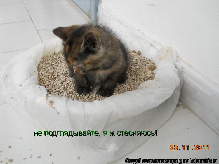 не подглядывайте, я ж стесняюсь!... Котоматрица: не подглядывайте, я ж стесняюсь!