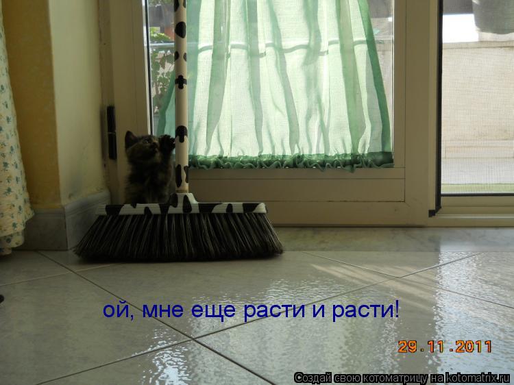 ой, мне еще расти и расти!... Котоматрица: ой, мне еще расти и расти!