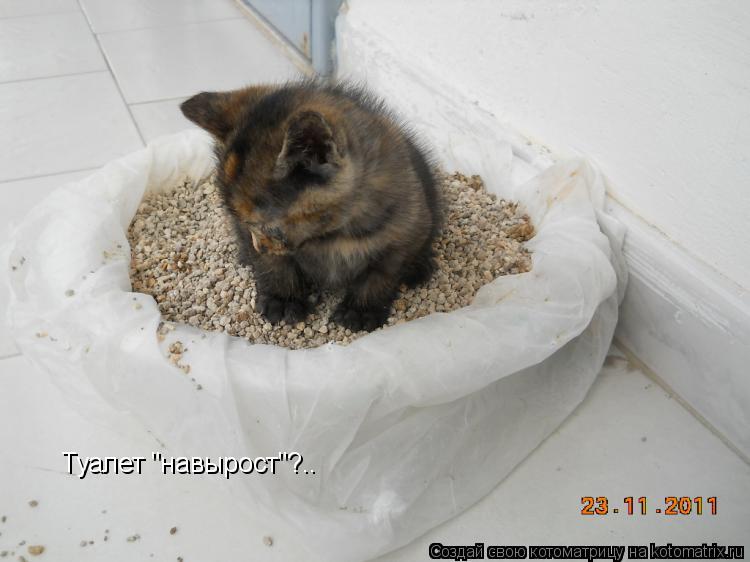 Туалет "навырост"?..... Котоматрица: Туалет "навырост"?..