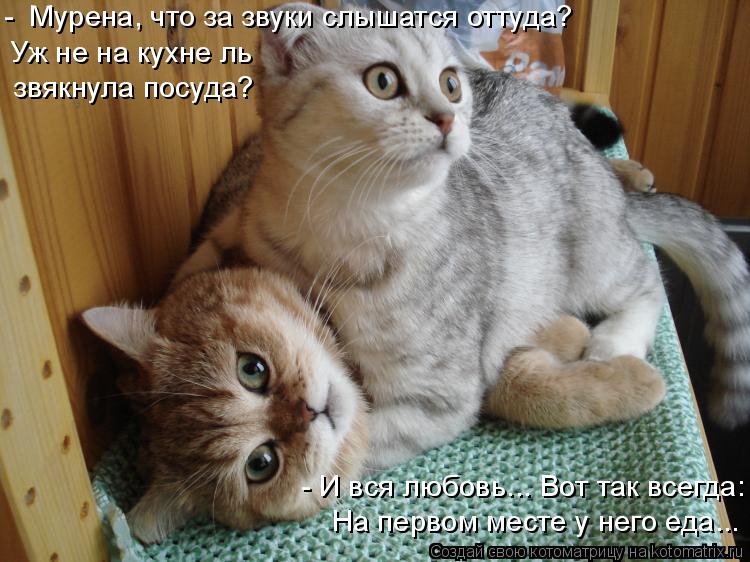 На первом месте у него еда... звякнула посуда? Уж не на кухне ль - Мурена, что за звуки слышатся от... Котоматрица: На первом месте у него еда... звякнула посуда? Уж не на кухне ль - Мурена, что за звуки слышатся оттуда? - И вся любовь... Вот так всегда: