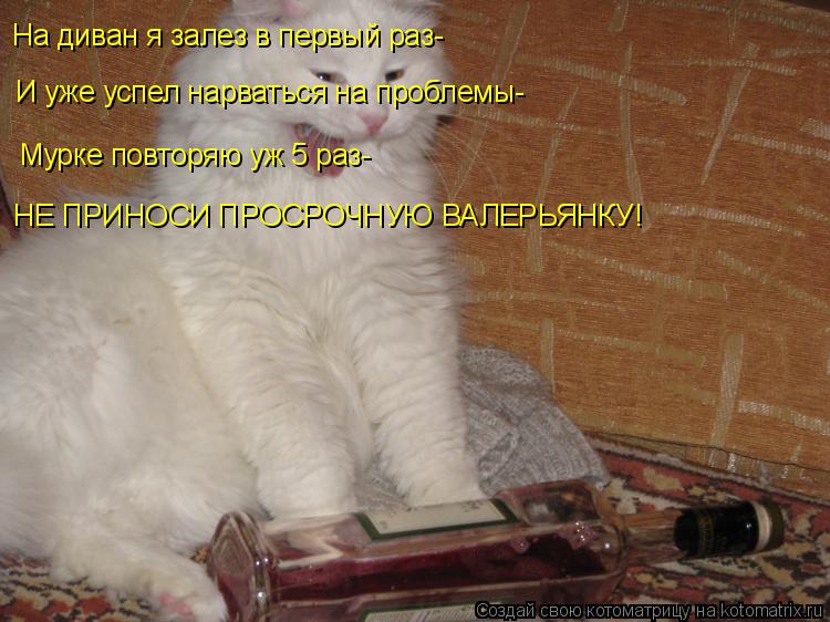 На диван я залез в первый раз- И уже успел нарваться на проблемы- Мурке повторяю уж 5 раз- НЕ ПРИНОСИ... Котоматрица: На диван я залез в первый раз- И уже успел нарваться на проблемы- Мурке повторяю уж 5 раз- НЕ ПРИНОСИ ПРОСРОЧНУЮ ВАЛЕРЬЯНКУ!