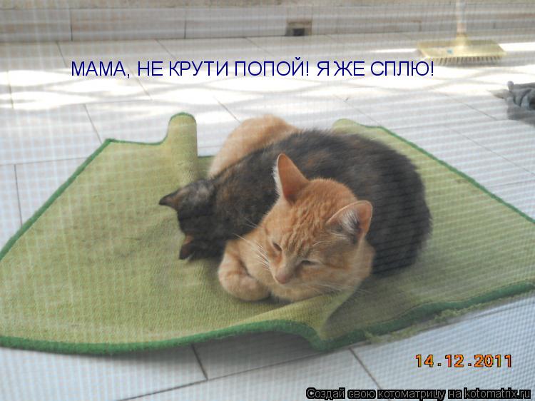 МАМА, НЕ КРУТИ ПОПОЙ! Я ЖЕ СПЛЮ!... Котоматрица: МАМА, НЕ КРУТИ ПОПОЙ! Я ЖЕ СПЛЮ!