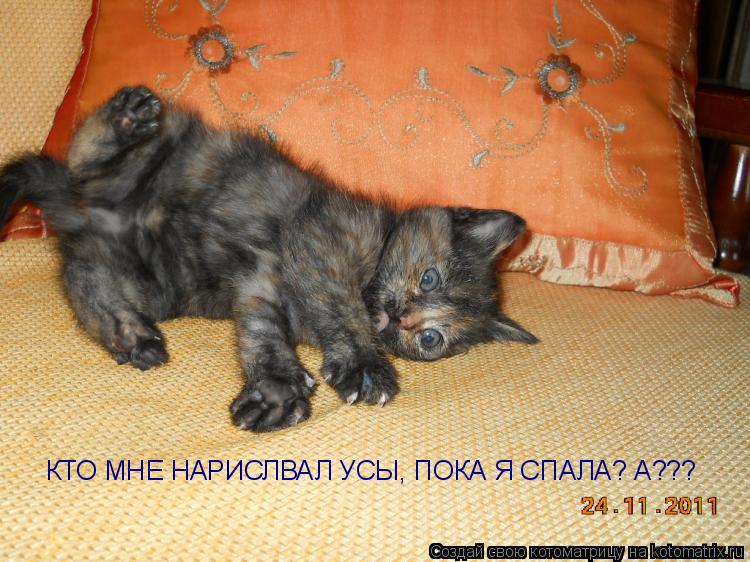 КТО МНЕ НАРИСЛВАЛ УСЫ, ПОКА Я СПАЛА? А???... Котоматрица: КТО МНЕ НАРИСЛВАЛ УСЫ, ПОКА Я СПАЛА? А???